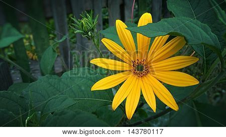 a yellow flower in green leaves,  a beautiful flower,  summer plants