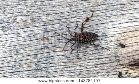 red insect on a wooden table outdoor macro closeup