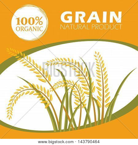 Paddy rice organic grain products - Layout template Vector design