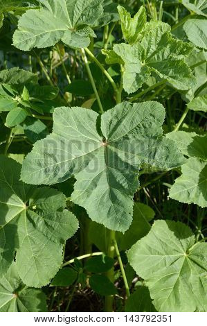fresh green abelmoschus esculentus leaves in nature garden