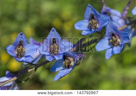 beauty blue flowers Delphinium elatum close-up .