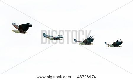 African Fish-eagles In Mid Flight