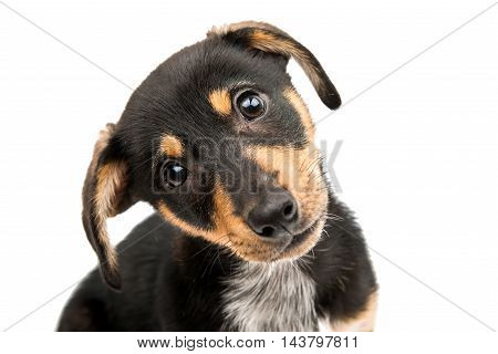 Dachshund puppy dog on a white background