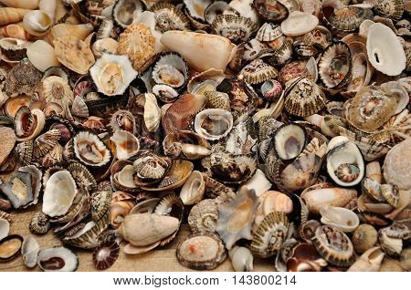 Full frame of diffrent sahpe sea shells
