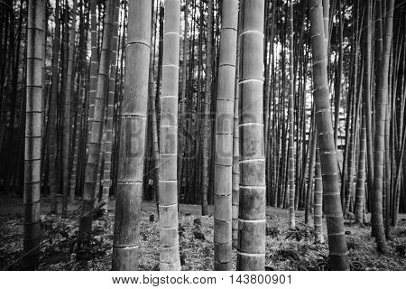 Big Bamboo With Black And White Process