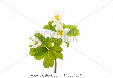 spring forest flower on a white background