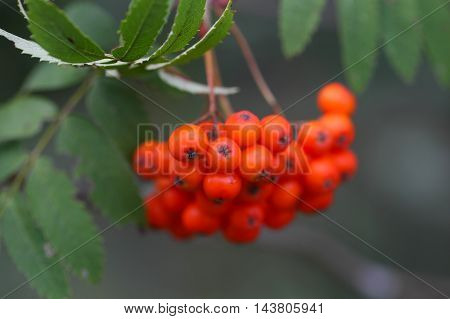 Berries of a mountain ash (Sorbus aucuparia)