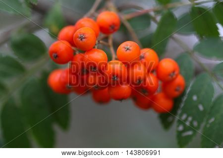 Berries of a mountain ash (Sorbus aucuparia)