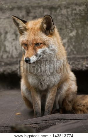 Red fox (Vulpes vulpes). Wildlife animal. 