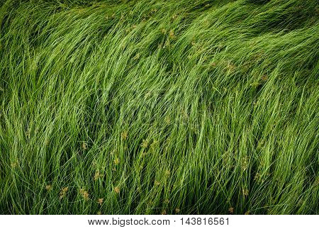 Cocograss Close Up Beautiful Green Nut Grass Pattern From Garden