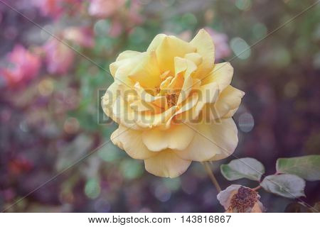 A yellow flower.A yellow rose among the green background