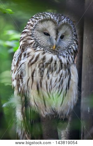 Ural owl (Strix uralensis). Wildlife animal. 