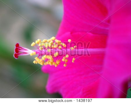 Çiçek Pistil