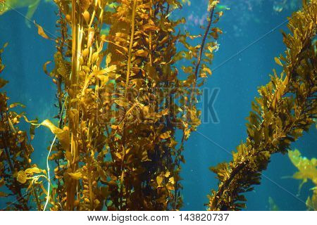 Giant Kelp Plant Forest taken in the cold waters of the Pacific Ocean at the California Coast