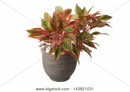 Aglaonema In Flower Pot