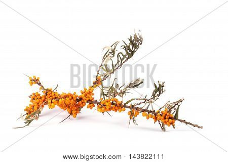 Sea buck thorn branch with berries isolated on the white background
