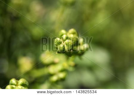 Fruit of a common rue (Ruta graveolens)