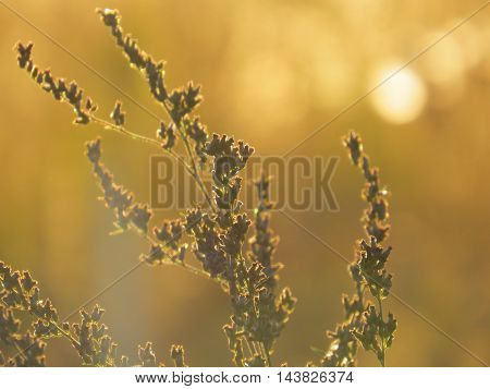 The wild flowers and grass on the background of the setting sun