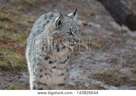 Bobcat very curious about his environemnt and surroundings.