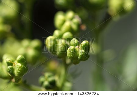 Fruit of a common rue (Ruta graveolens)