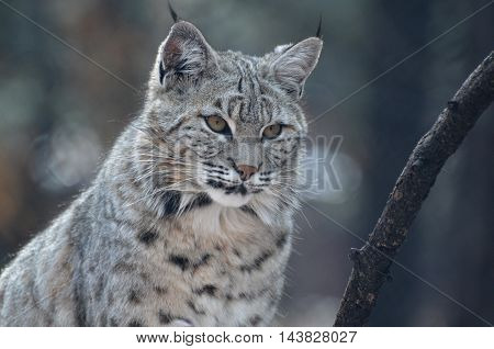 Beautiful face of a bobcat in the wild up close and personal.