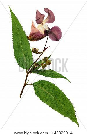 Pressed and dried delicate lilac flowers impatiens glandulifera (Himalayan Balsam). Isolated on white background. For use in scrapbooking pressed floristry (oshibana) or herbarium.