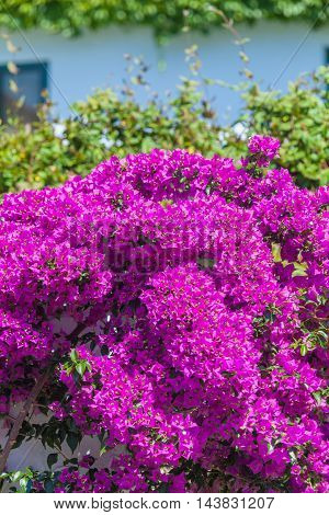 Red Blossoms Of Bougainvillea Spectabilis, Thessaloniki