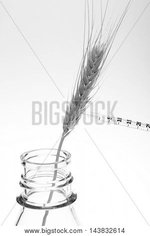 Hypodermic Needle Inject Wheat in a Laboratory to create Genetically modified crops aka GMCs, GM crops, or biotech crops, the DNA of which has been modified using genetic engineering techniques.

