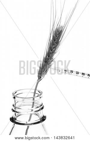 Hypodermic Needle Inject Wheat in a Laboratory to create Genetically modified crops aka GMCs, GM crops, or biotech crops, the DNA of which has been modified using genetic engineering techniques.
