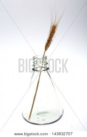Hypodermic Needle Inject Wheat in a Laboratory to create Genetically modified crops aka GMCs, GM crops, or biotech crops, the DNA of which has been modified using genetic engineering techniques.
