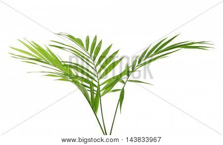 Green leaves of palm tree on white background