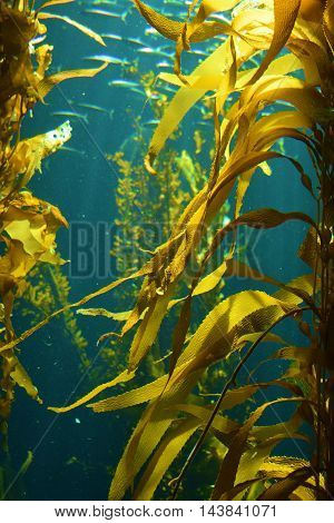 Giant Kelp Plant Forest taken in the cold waters of the Pacific Ocean at the California Coast