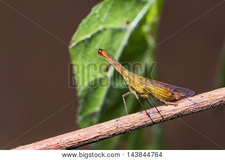 Long Nosed Planthopper In Nature
