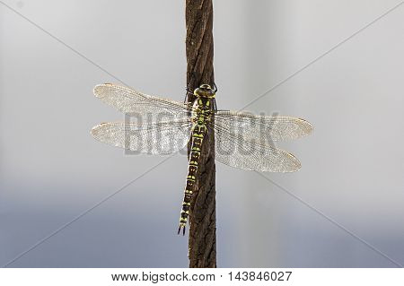 A Green hawker on a steel cable