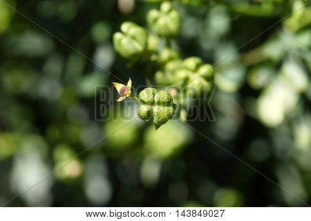 Fruit of a common rue (Ruta graveolens)