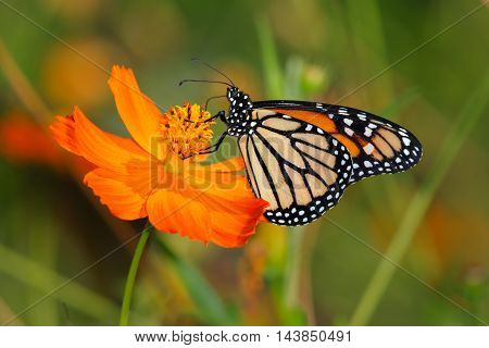 Monarch Butterfly On An Orange Flower Danaus plexippus