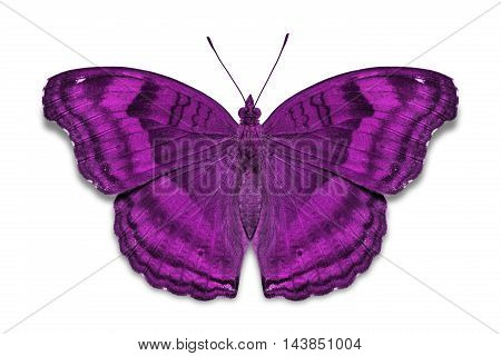 Chocolate Pansy Butterfly