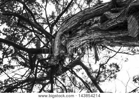 Spiraling tree branches reach out to the sky.