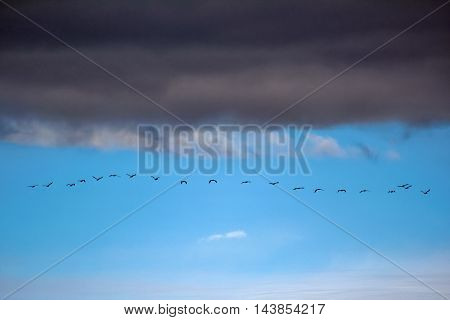 A flock of migrating birds fly beneath storm.