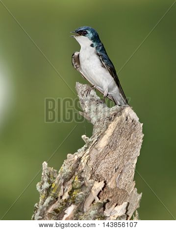 A Bird On An Old Stump The Tree Swallow In Profile Pose Tachycineta bicolor Green Background With Space For Copy