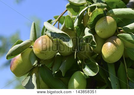 Jojoba  Green Plant