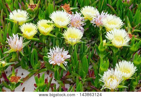 White Flowers On Sand (carpobrotus) Closeup.