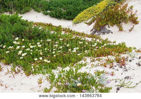 White Carpobrotus  Flowers On Sandy Hill (carpobrotus).