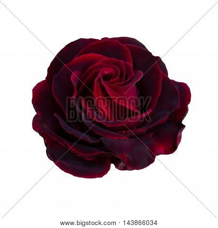 one dark red rose close up isolated on white background