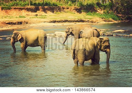 Elephants Are Large Mammals Of The Family