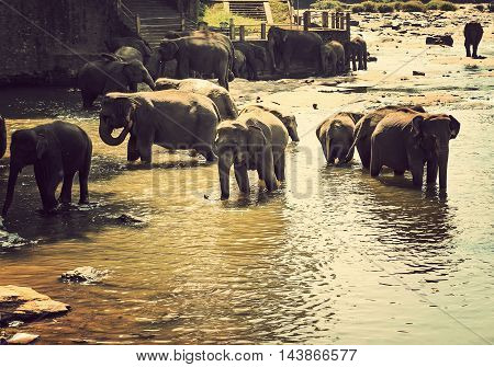 Asian Elephant Family In Water Nature Background