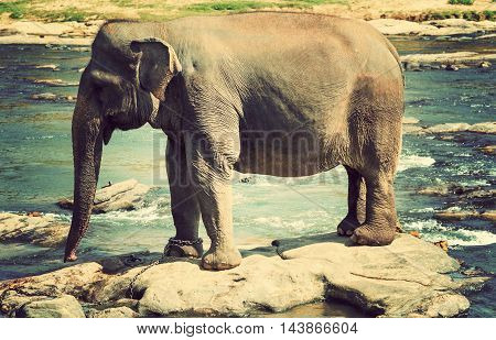 Elephant Bath In River Sri Lanka