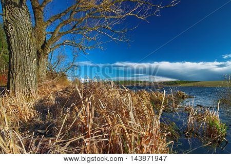 Dry reed at lake shore. Spring sunny day