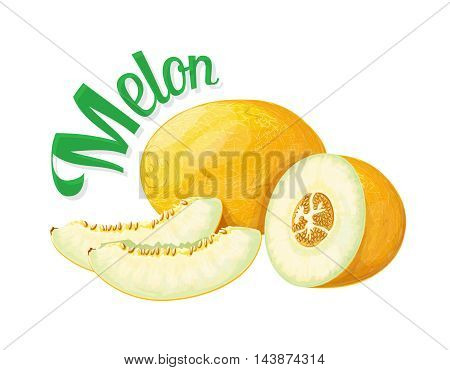 Melon. Vector illustration on a white background executed in a realistic style.