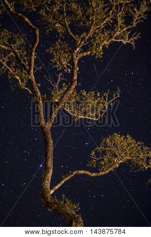 A shooting star passes above the branches of a live oak tree.